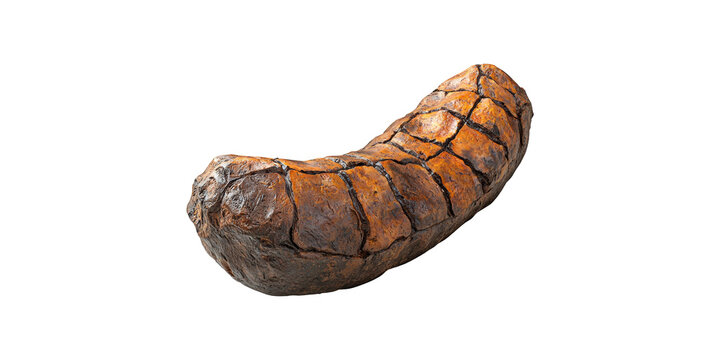 Fossilized Dinosaur Coprolite. Ancient Paleontological Specimen For Study Isolated On Transparent Background