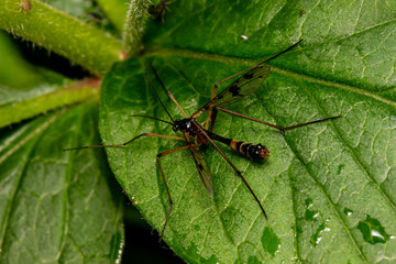 an amazing beautiful fly. on a green leaf. blurred background colorful macro photo of an insect....