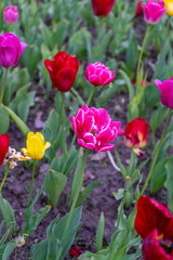 Colorful tulips bloom vibrantly in the garden, bringing a burst of spring beauty and charm to the natural setting
