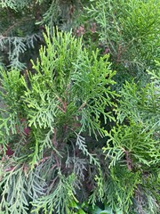 Platycladus, evergreen coniferous tree, cypress, Cupressaceae, Platycladus orientalis, Chinese thuja, Oriental arborvita plant. Natural background of young thuja branches. Backdrop from green thuja.
