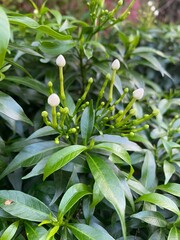 beautiful flower white with leaf green nature background. Jasmine flower. jasmine flower or Bangladeshi jasmine, jasmine. Shoe flower with leaves on the tree geeng.