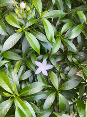 beautiful flower white with leaf green nature background. Jasmine flower. jasmine flower or Bangladeshi jasmine, jasmine. Shoe flower with leaves on the tree geeng.