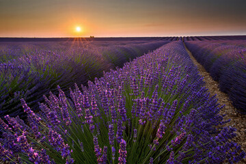 Fototapeta premium Lavender Fields Sunset – Floral Landscape with Horizon Glow