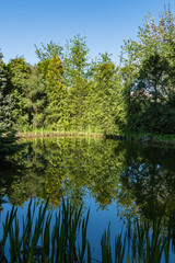 Serene pond reflecting lush greenery and trees under clear blue sky, with tall grasses in...