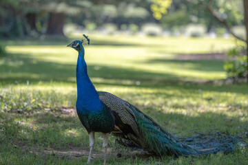 A peacock with its tail closed.

