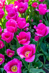 Colorful tulips bloom vibrantly in the garden, bringing a burst of spring beauty and charm to the natural setting