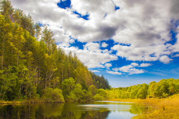 Forest Lake With Reflections And