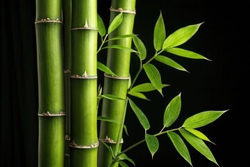 Vibrant green bamboo stalks and leaves against black background