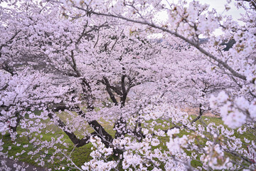 満開の桜の近景