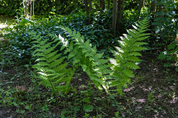 Lush green forest floor with young ferns (ostrich fern, fiddlehead fern or shuttlecock fern)...