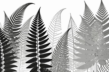 Monochrome Fern Forest Illustration- Black and White Botanical Art- Detailed Fern Leaf Print- Nature Inspired Wall Decor- Elegant Botanical Design- Serene Fern Pattern Image