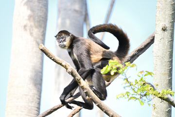 ジェフロイクモザル