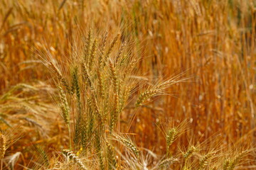 Stems with grains. A huge field of ripening wheat under the bright sun.