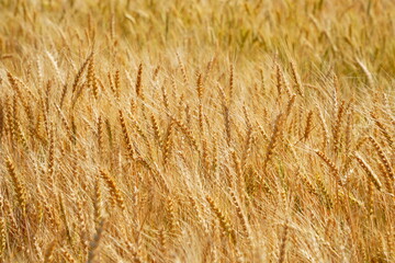Stems with grains. A huge field of ripening wheat under the bright sun.