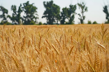 Stems with grains. A huge field of ripening wheat under the bright sun.
