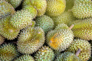 durian, a large pile of durian, fresh durians stacked together, durian tropical fruit market concept, seasonal produce, agriculture, and export product of asia