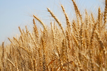 Stems with grains. A huge field of ripening wheat under the bright sun.