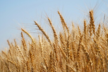 Stems with grains. A huge field of ripening wheat under the bright sun.