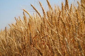 Stems with grains. A huge field of ripening wheat under the bright sun.