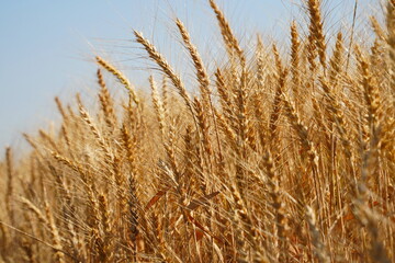 Stems with grains. A huge field of ripening wheat under the bright sun.
