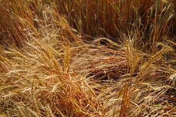 Stems with grains. A huge field of ripening wheat under the bright sun.