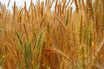 Stems with grains. A huge field of ripening wheat under the bright sun.