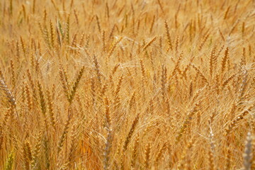 Stems with grains. A huge field of ripening wheat under the bright sun.