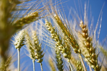 Stems with grains. A huge field of ripening wheat under the bright sun.