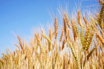 Stems with grains. A huge field of ripening wheat under the bright sun.