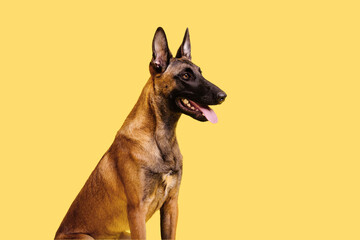 The Belgian Shepherd, The Malinois dog on yellow background. Cut out. Isolated. Banner