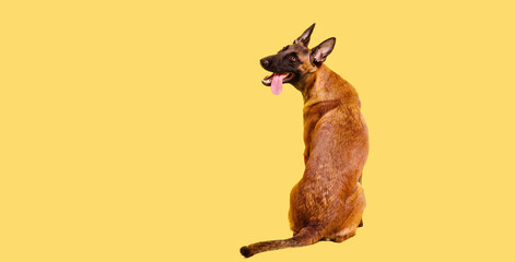 The Belgian Shepherd, The Malinois dog on yellow background. Cut out. Isolated. Banner