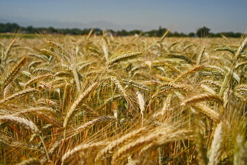 Stems with grains. A huge field of ripening wheat under the bright sun.