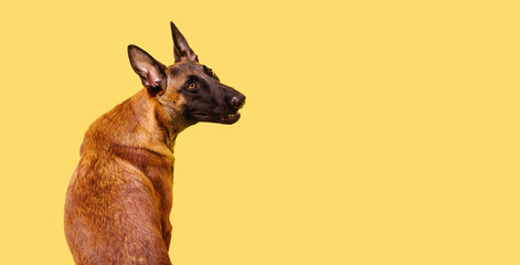 The Belgian Shepherd, The Malinois dog on yellow background. Cut out. Isolated. Banner