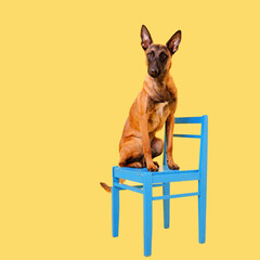 The Belgian Shepherd, The Malinois dog on yellow background. Cut out. Isolated