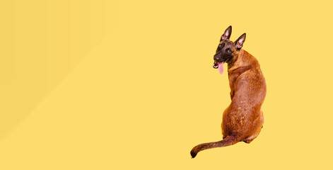 The Belgian Shepherd, The Malinois dog on yellow background. Cut out. Isolated. Banner