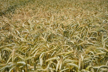 Stems with grains. A huge field of ripening wheat under the bright sun.