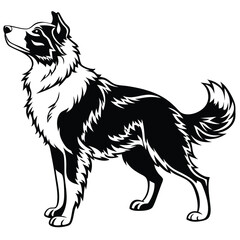 Majestic Border Collie Standing Tall A Striking Black and White Illustration of Canine Elegance and Alertness in Vector Format
