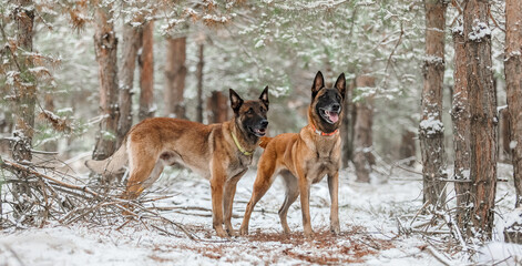Belgian Shepherd Dog in the snow. Malinois dog in winter landscape
