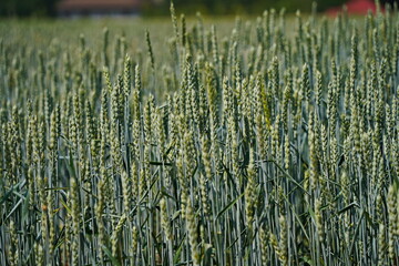 Stems with grains. A huge field of ripening wheat under the bright sun.