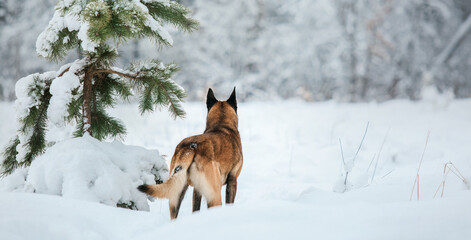 Belgian Shepherd Dog in the snow. Malinois dog in winter landscape