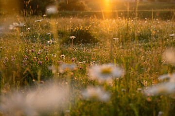Bright rays of the sun illuminate the field with daisies. Evening warm sunset light. Landscape of a spring field with flowers. Beautiful golden sunny background. Conceptual atmospheric summer mood