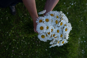 Daisies bouquet hand. Romantic summer bouquet of wild wildflowers. Fragile white flowers in a man's hand on a blurry background of a spring landscape. The concept of romance, tenderness, happiness.
