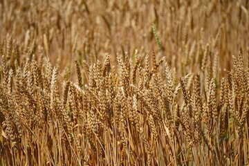 Stems with grains. A huge field of ripening wheat under the bright sun.