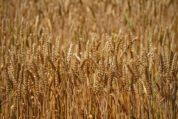 Stems with grains. A huge field of ripening wheat under the bright sun.