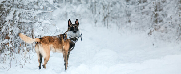 Belgian Shepherd Dog in the snow. Malinois dog in winter landscape