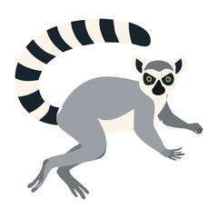 Obraz premium Ring-Tailed Lemur Walking with Tail Up