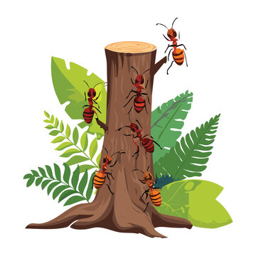 Ants Climbing Tree Stump with Fern