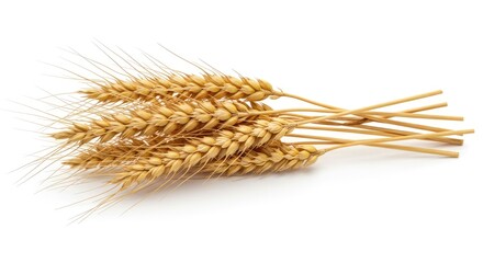 A closeup shows several wheat stalks resting on a white surface