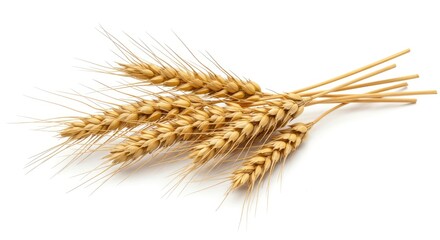 A closeup view of a bundle of wheat stalks with golden grains The stalks are arranged on a white surface