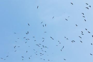 flock of migratory birds, storks in the blue sky